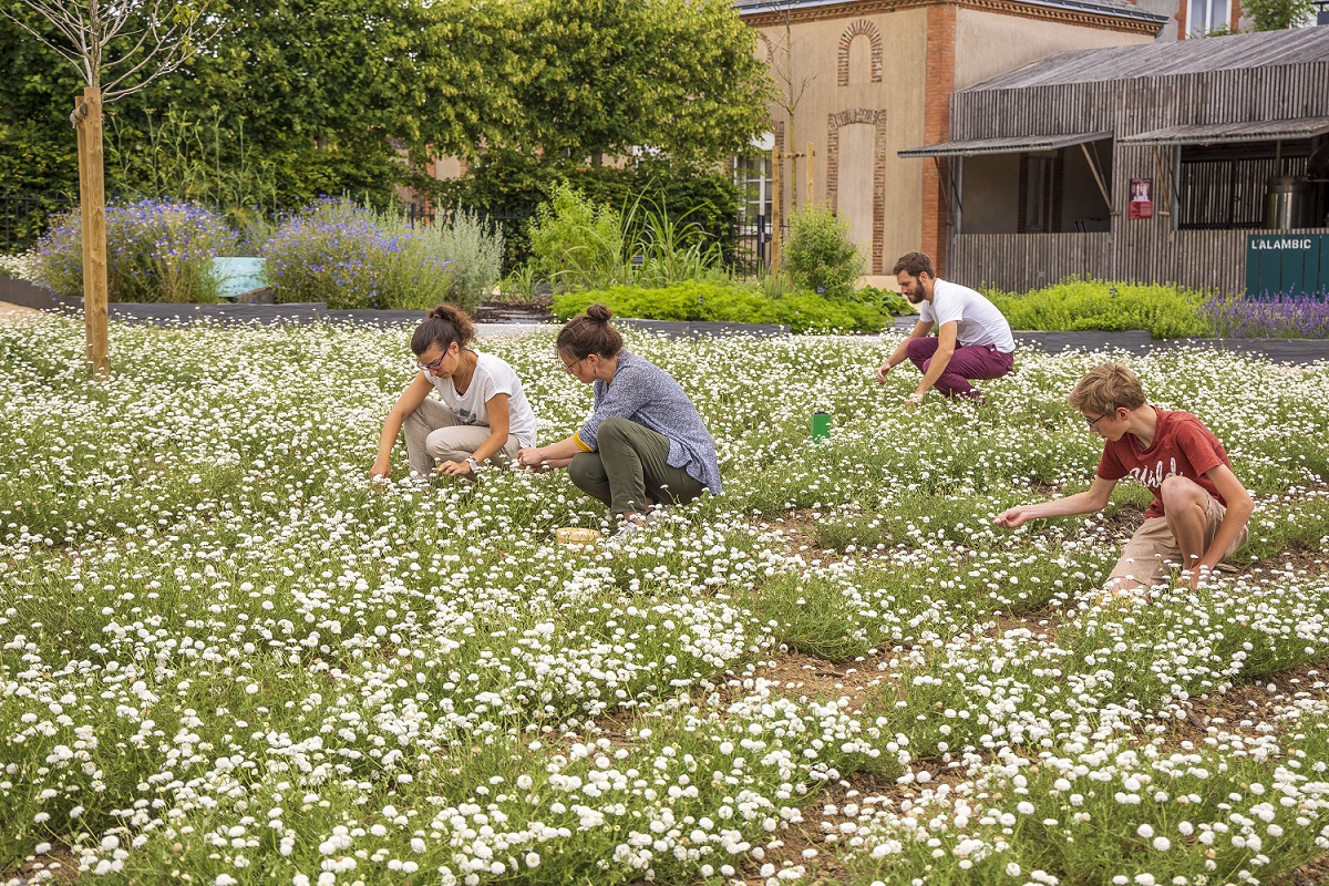 Camifolia Garden ©D.Drouet