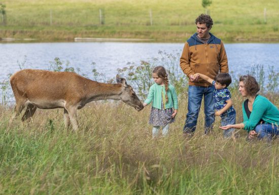 Les cerfs de la Fardelière
