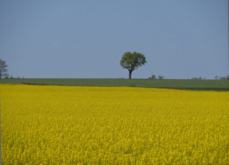L’ILE DE CHALONNES