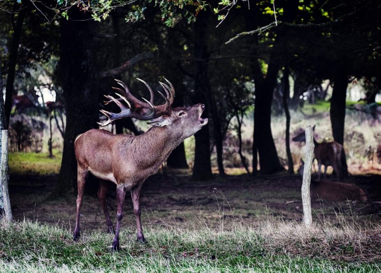 Grande soirée “Brâme du Cerf” à la Fardellière