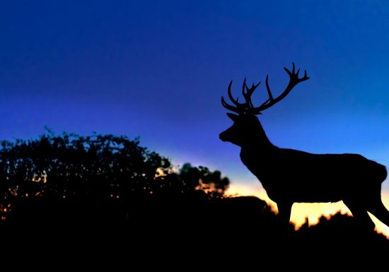 Veillée du brâme aux Cerfs de la Fardellière