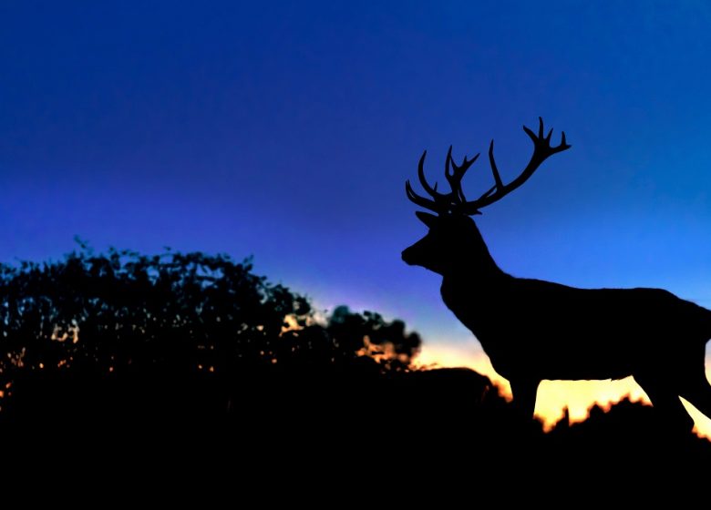Veillée du brâme aux Cerfs de la Fardellière