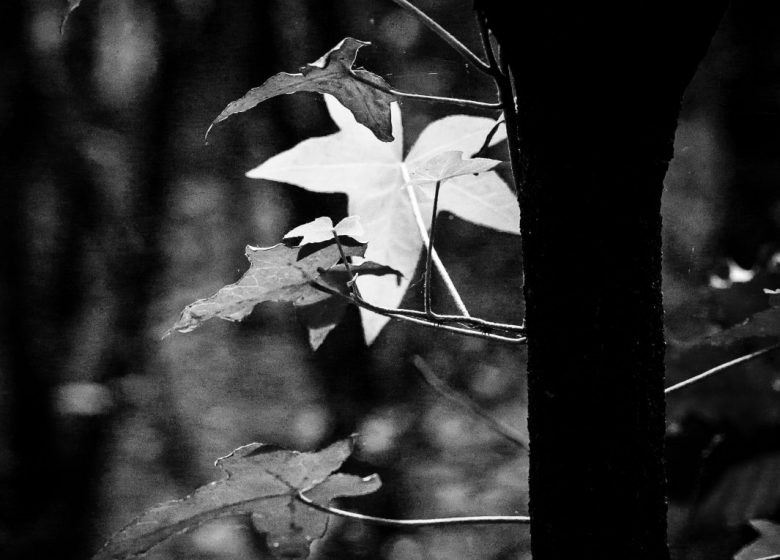 Atelier photo “Couleur ou Noir & Blanc ?”