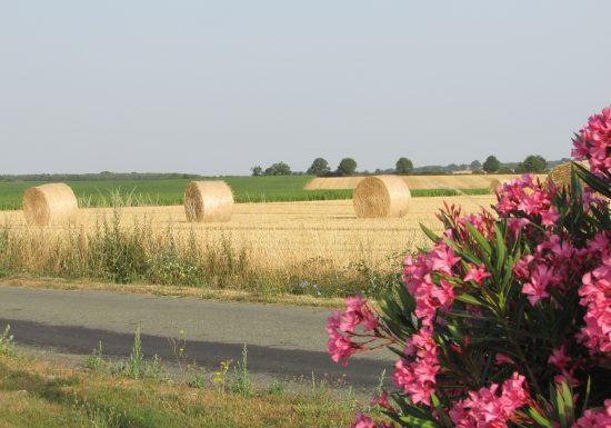 Chambres d’hôtes La Basse Gougeonnière