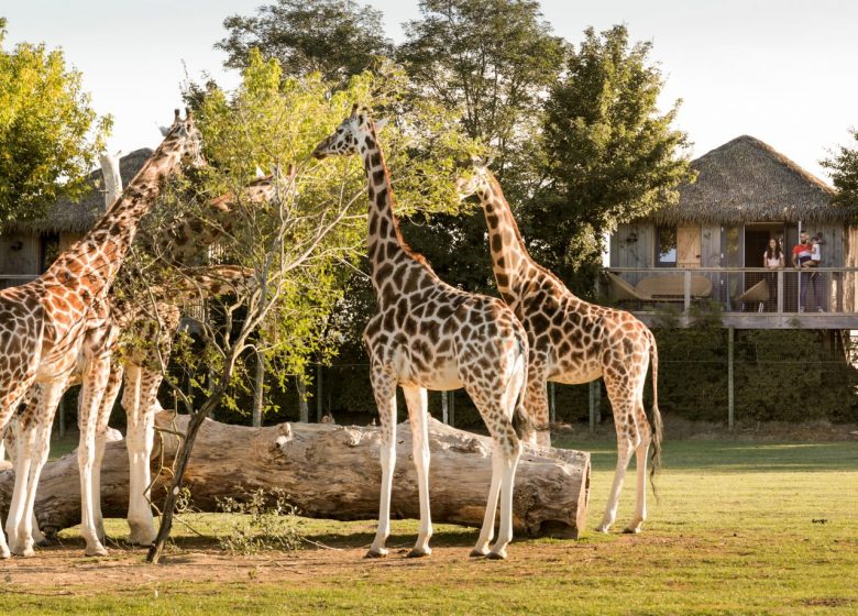 AFRICA LODGES – ZOO DE LA BOISSIÈRE DU DORÉ