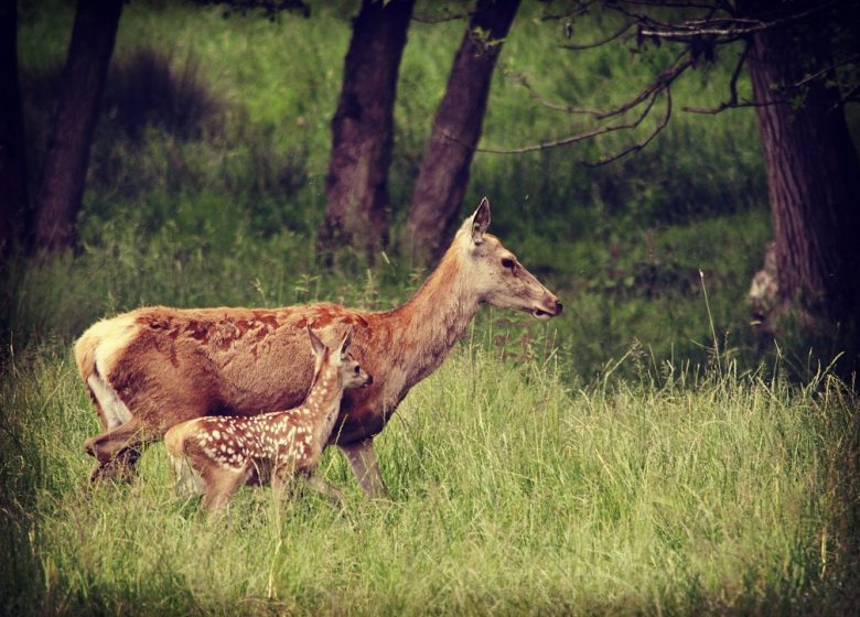 C’est quoi ton entreprise ? Les Cerfs de la Fardellière