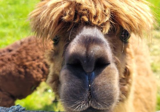 Visite à la ferme au Camping La Guyonnière
