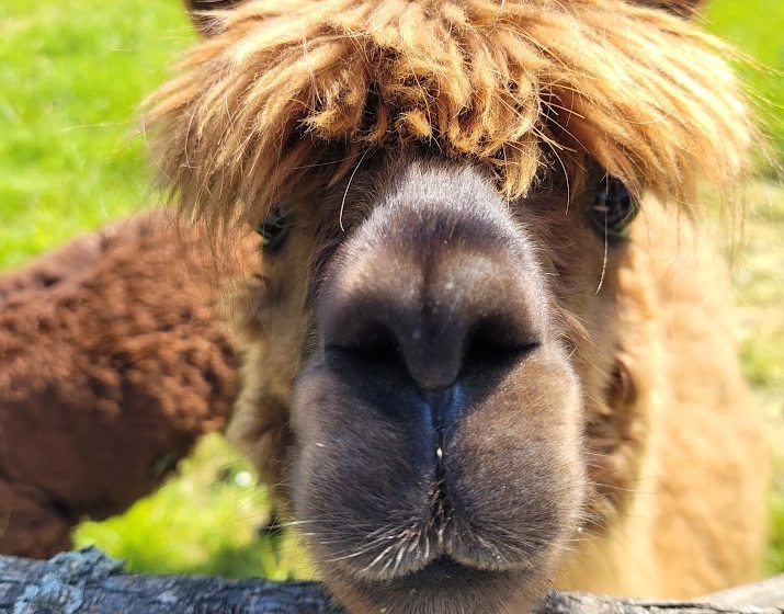Visite à la ferme au Camping La Guyonnière