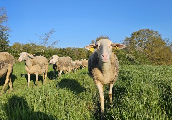 La Ferme des Belles Bêtes