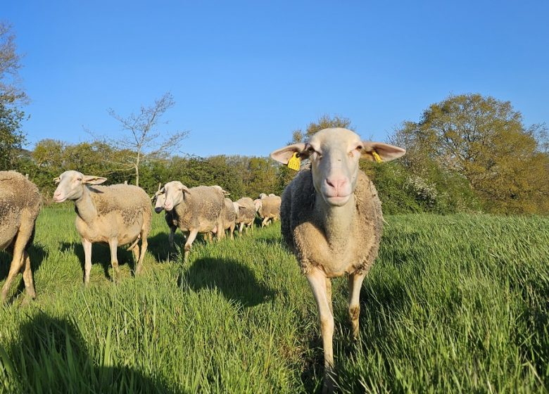 La Ferme des Belles Bêtes