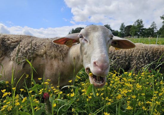 La Ferme des Belles Bêtes