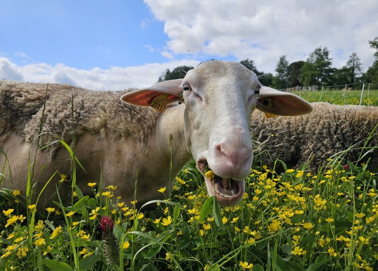 La Ferme des Belles Bêtes
