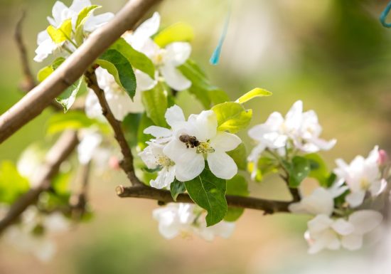 Le Verger de la Blottière