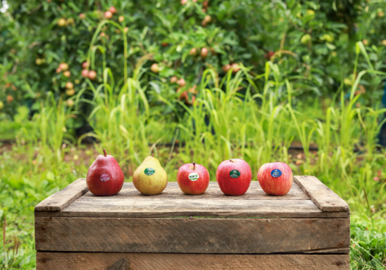 Le Verger de la Blottière