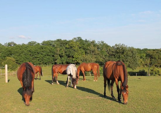 Paddock Paradise Vignes en Selle