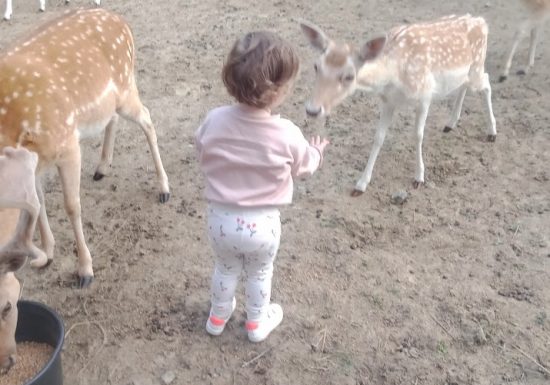 Visite à la ferme au Camping La Guyonnière