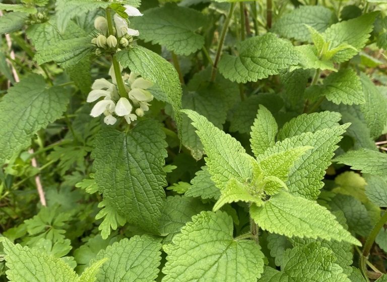 Rendez-Vous Nature en Anjou  : L’art des tisanes