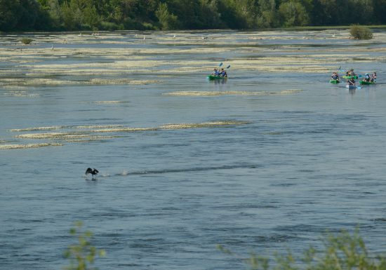 Base de canoë-kayak Pagaies de Loire à Montjean-sur-Loire