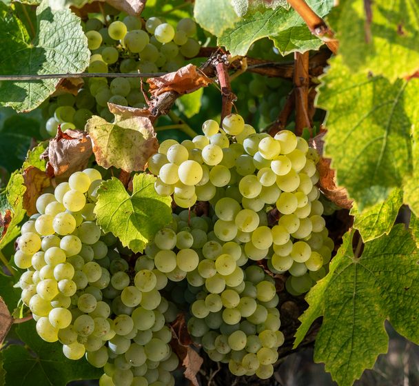 C’est quoi ton entreprise ? Domaine le petit Bois Bruneau