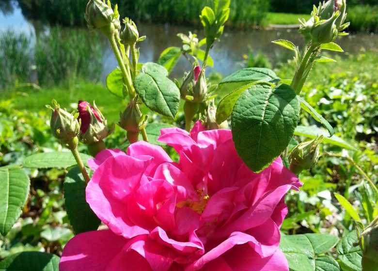 Atelier parfumerie au Jardin Camifolia