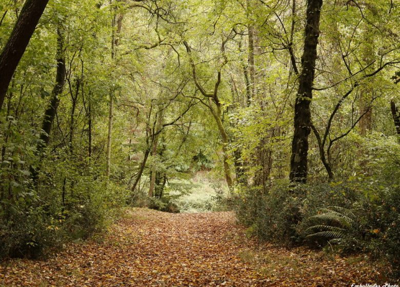 Balade photographique dans le parc de Beaupréau
