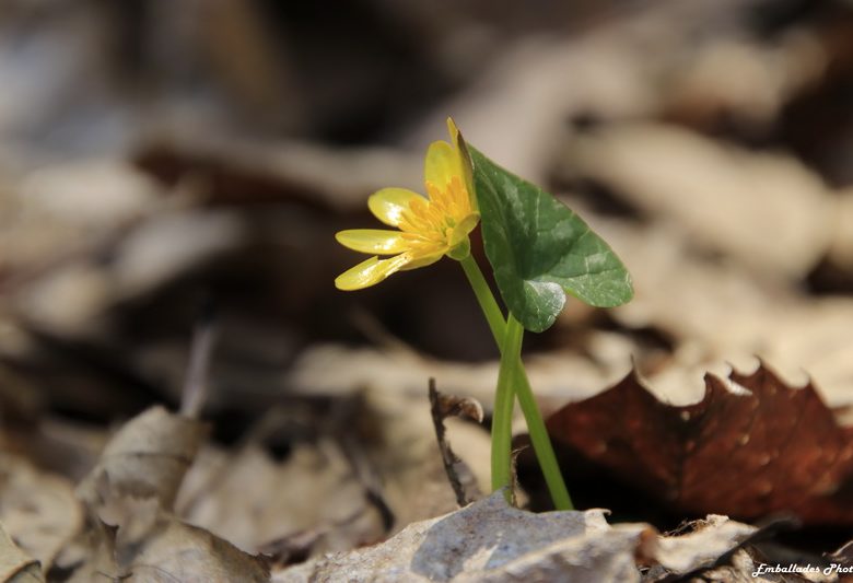 Balade photographique “C’est le printemps” dans le parc de Beaupréau