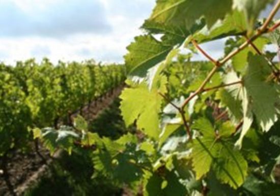 Portes ouvertes au Domaine Musset-Roullier