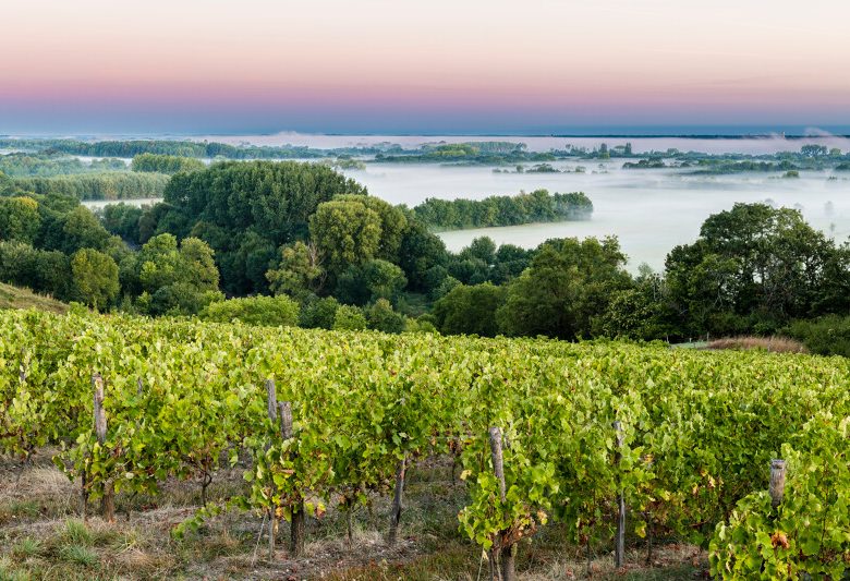 Route des vins – Loire sauvage et corniche angevine