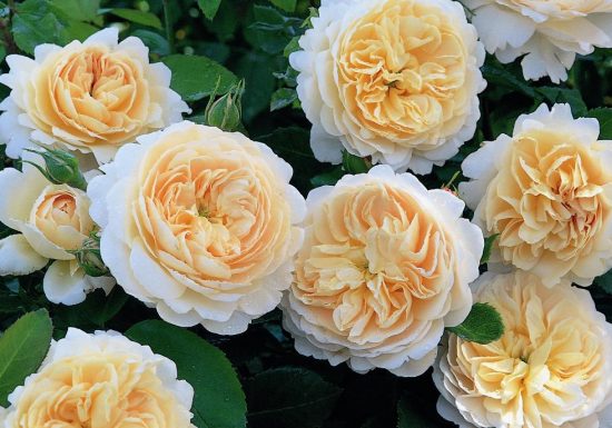 Le Mesnil-en-Vallée