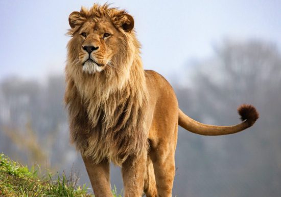Zoo de la Boissière-du-Doré