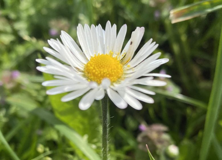 Rendez-Vous Nature en Anjou  : petit Botaniste