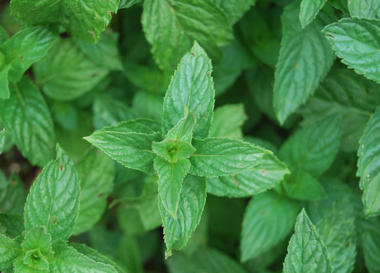 ATELIER CUISINER LES PLANTES DU JARDIN CAMIFOLIA