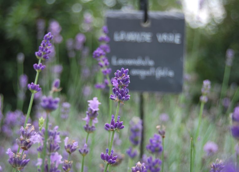 Visites guidées au Jardin Camifolia