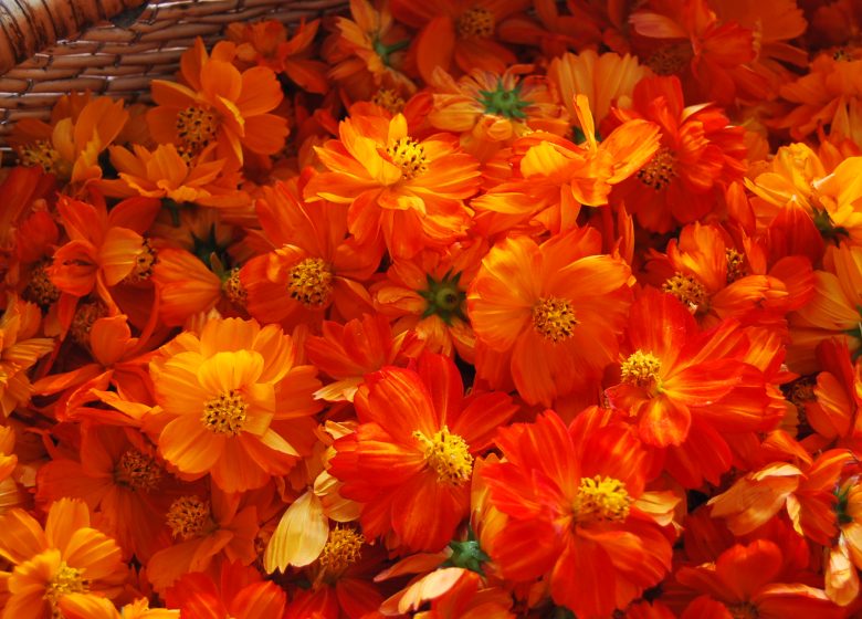 Atelier Teinture Végétale au Jardin Camifolia