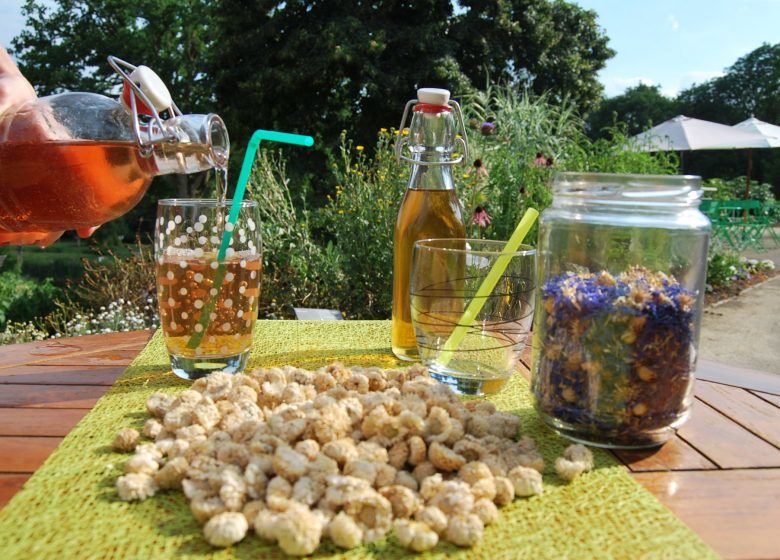 Atelier Limonades et Sirops au Jardin Camifolia