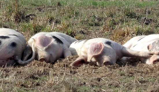 GAEC Bellis Perennis