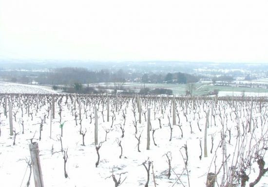 Domaine des Clérambaults – EARL Terrien