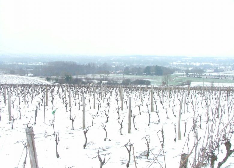 Domaine des Clérambaults – EARL Terrien