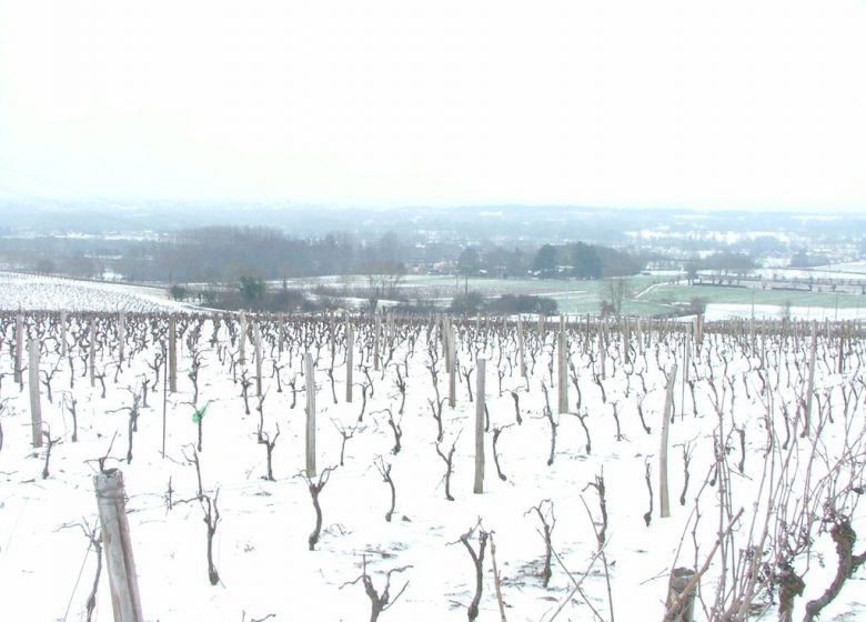 DOMAINE DES CLÉRAMBAULTS – EARL TERRIEN