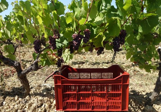 Domaine Les Pierres Meslières