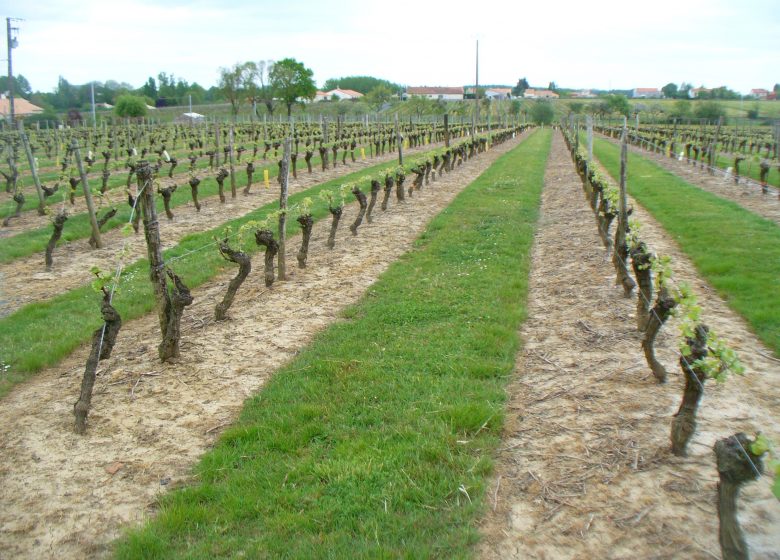 Vignoble Cogné