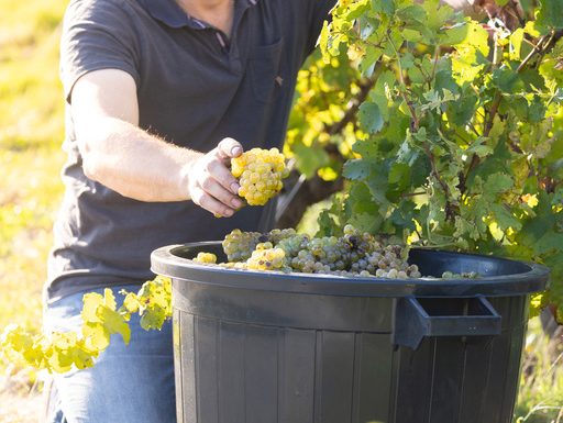 Domaine du Colombier