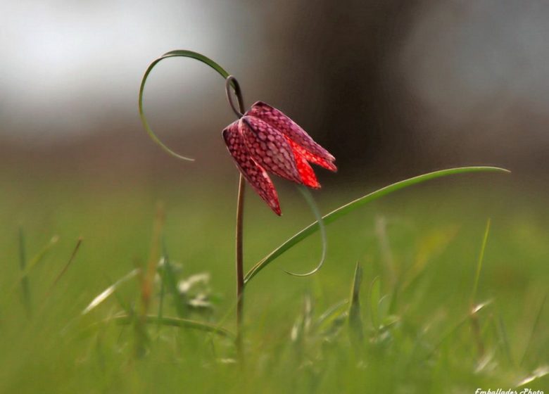 Balade photographique “Les goganes des boires de Drain”