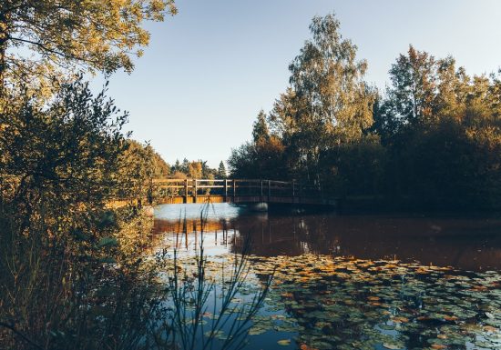 Forêt et étang de la Foucaudière