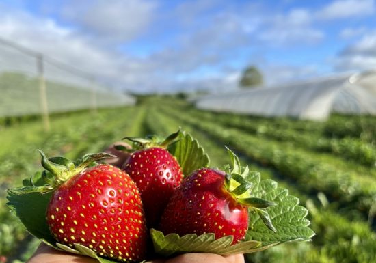 Vergers de La Grande Monnerie