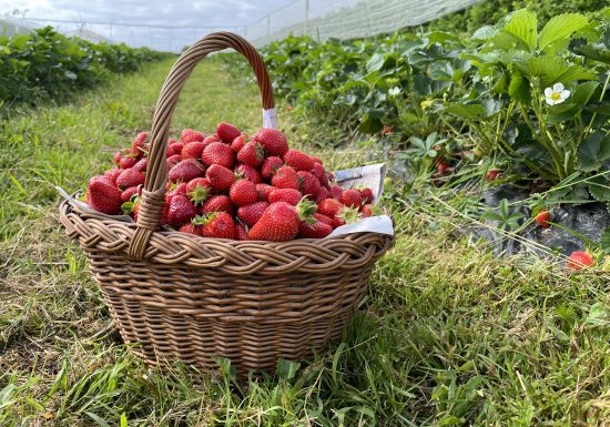 Vergers de La Grande Monnerie