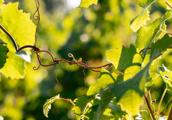 Portes Ouvertes au Domaine Delaunay
