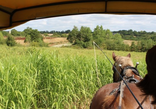 Balade à cheval et à poney avec l’association “À quatre temps”