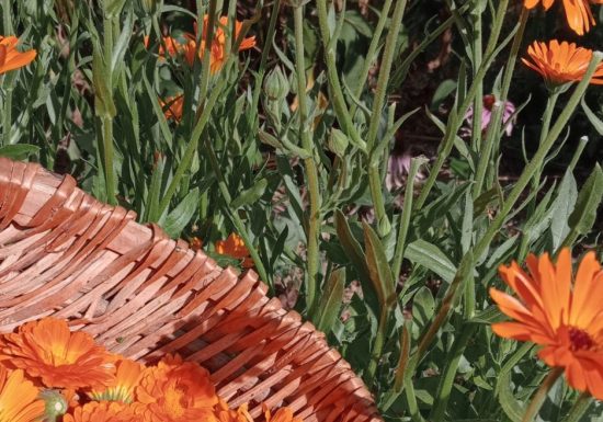 Les Herbes du Ruisseau