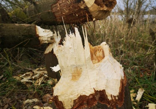 Balade contée découverte du castor à bord de La Mignonette